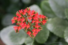Kalanchoe blossfeldiana